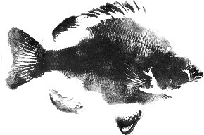 Justin Lunsford - OCPS - Japanese Fish Print